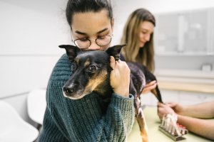 Tierarztpraxis Dr. Sörensen GmbH Berlin - Wir für Ihr Tier