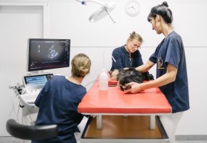 Tierarztpraxis Dr. Sörensen GmbH in Berlin - Kardiologie